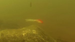 Донная ловля на стример