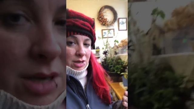 All the plants brought in for the winter. смотреть онлайн