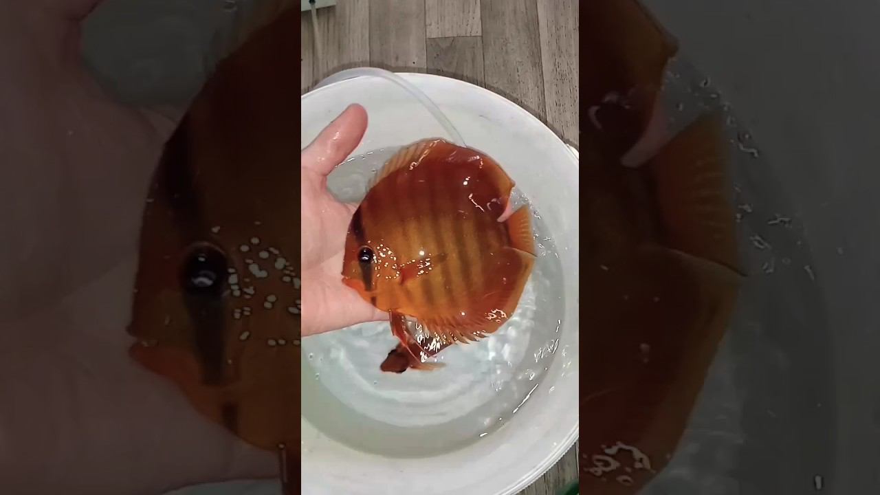 Дискусы в Харцызск смотреть онлайн