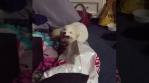 лиса смеется