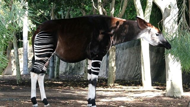 Okapi: The Animal That Looks Like A Zebra, Giraffe & Deer All in One! смотреть онлайн