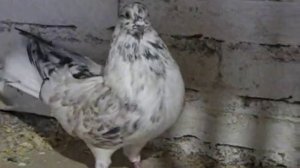 Николаевские торцовые голуби п. Тельманово