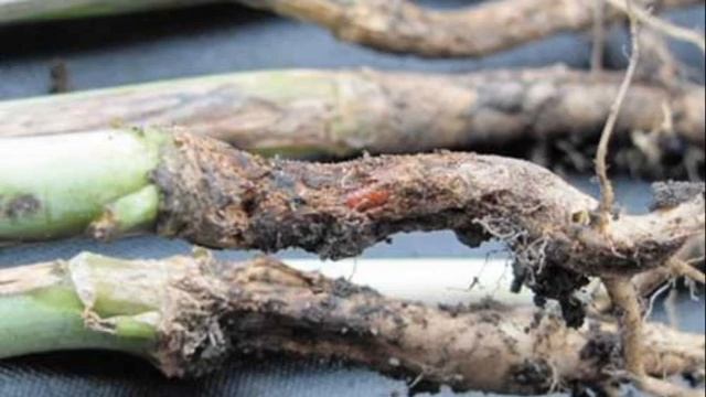 ЧЕРНАЯ НОЖКА - БОРЕМСЯ С ЭТИМ ЗАБОЛЕВАНИЕМ смотреть онлайн