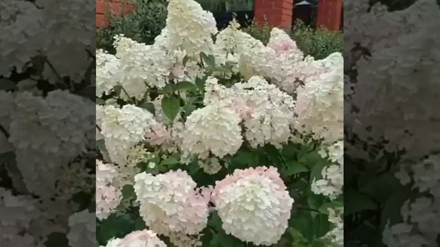 Гортензия Сандей Фрайз.#гортензия #сандейфрайз #гортензияметельчатая #хайпсад #уходзасадом #сандей смотреть онлайн