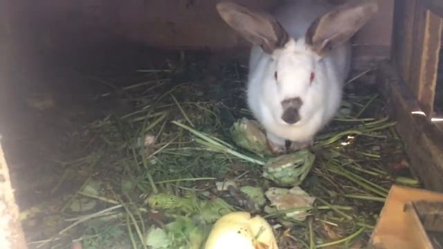 Злой кролик смотреть онлайн