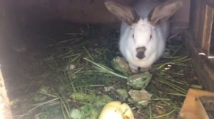 Злой кролик