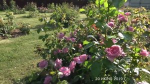 Видео обзор розы Шанталь Мэрьё (Шраб) - Chantal Merieux (Massad Франция, 1999)