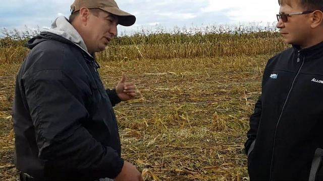 Какая должна быть кукуруза на силос смотреть онлайн