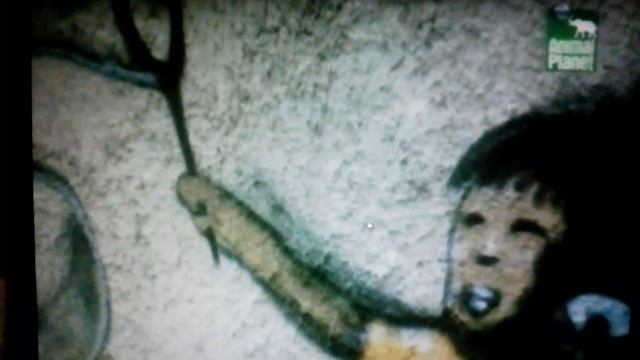 Животные в Чернобыле. Часть 1. смотреть онлайн