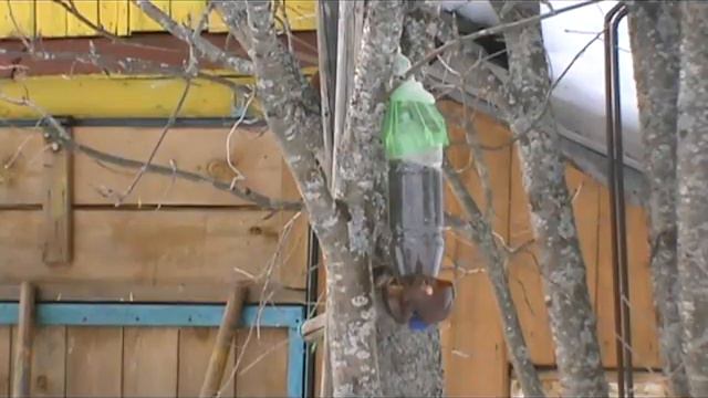 Валдайские синички смотреть онлайн
