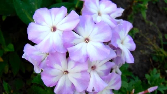 САМЫЕ КРАСИВЫЕ СОРТА ФЛОКСА МЕТЕЛЬЧАТОГО ,ОБЗОР КОЛЛЕКЦИИ ПИТОМНИКА "ЦВЕТОЧНАЯ ПАЛИТРА" смотреть онлайн