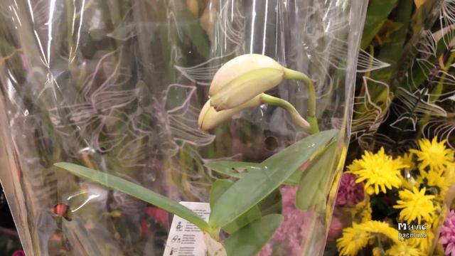 ОРХИДЕИ в Леруа Мерлер || leroymerlin orchids || С.-Петербург смотреть онлайн