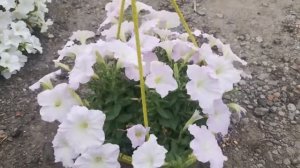 Петуния серия "Трилоджи" гибридная, Обильный Шар Цветов