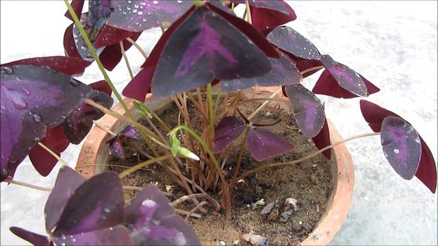 Purple Shamrock A Beautiful Must Grow Plant For Your Garden | Hindi/Urdu