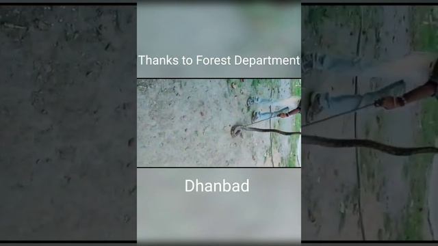 Rock Python rescue at Night during Lockdown in Dhanbad, Dt - 13/5 /2021, time - 8pm смотреть онлайн