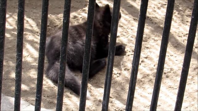 Маленький лисёнок и родители 14.05.18