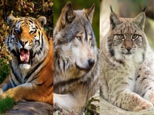 Несколько интересных рассказов егеря. Аудио рассказы про животных.