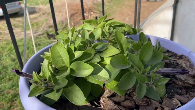 Петунии на постоянное место