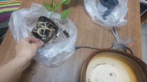 Посадила Антуриум, в кокосовой субстрат.