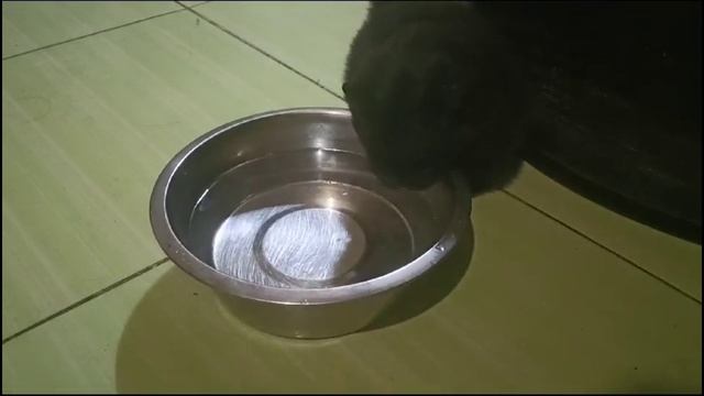 Тедди-Теодор пьёт водичку