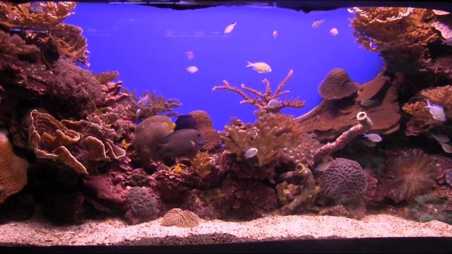 Lens: Эйлат (Eilat), Подводная обсерватория (Underwater Observatory), Израиль, 2017 г. смотреть онлайн
