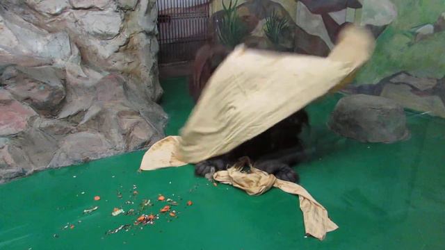 Бату прячется под тряпкой 12.10.17 смотреть онлайн