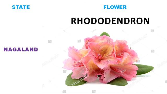 STATE FLOWER OF INDIA| STATE FLOWERS| INDIA STATE FLOWER| #flower смотреть онлайн