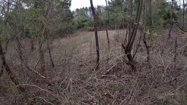 How To Find Morels!! (Identifying false morels vs true morels) смотреть онлайн