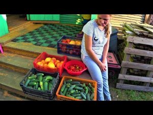 Дела житейские. В деревню пришла осень.