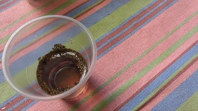 Гигантская турецкая шелковица. Размножение шелковицы семенами смотреть онлайн