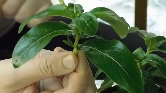 ?Уникальный Катарантус ! Легко разводить черенками ! Вот так просто ? смотреть онлайн