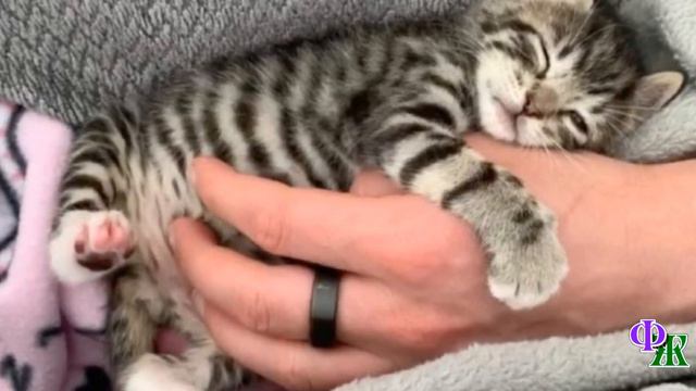 Слабая кроха была вдвое меньше других котят, но очень хотела жить смотреть онлайн