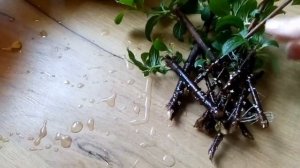 Размножение гортензии метельчатой весенним черенкованием. Результат.