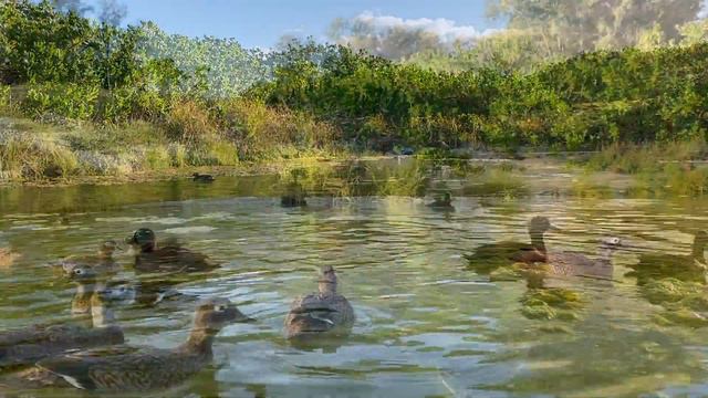 Endangered Laysan Ducks at the Radar Seep on Midway Atoll смотреть онлайн