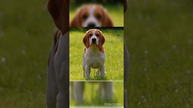 beagle Loyal breed смотреть онлайн