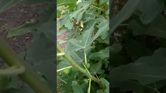 Инжир Крымский черный в северных широтах!!! смотреть онлайн