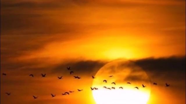 Улетающие птицы смотреть онлайн