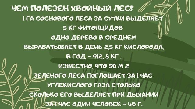 О СОСНЕ И ЕЛИ смотреть онлайн