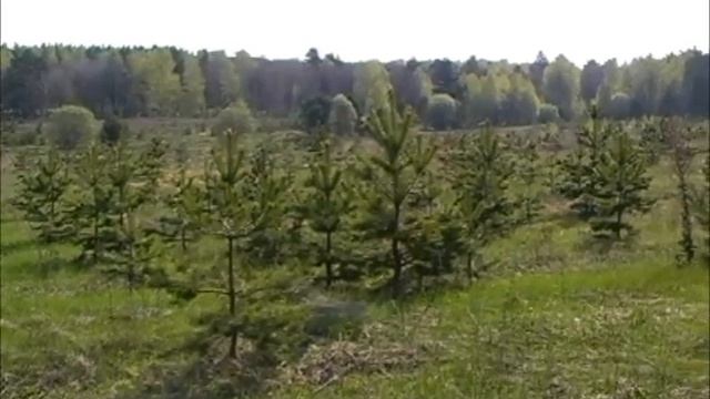Заповедник "Приволжская лесостепь" смотреть онлайн