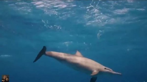 Offenbach Barcarolle Violin Edward