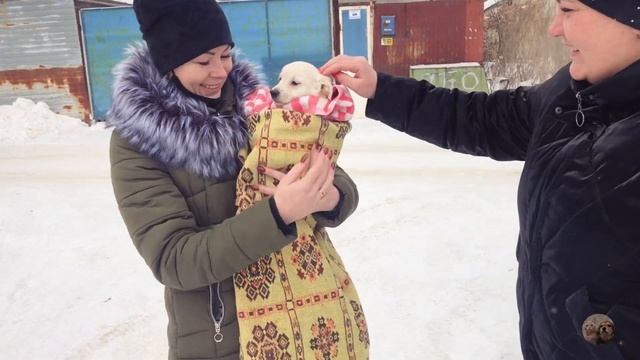 Первая встреча с Семьей. Зина. Беленький щенок едет домой | Приют Дружок Липецк|