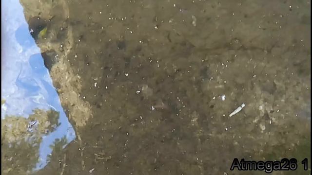 гуппи в саду