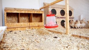 Породистые куры в подмосковном хозяйстве. Обзор породы Фавероль, и других кур.