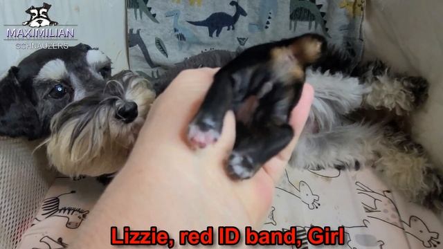 Happy & Ferrari Puppies, DOB 5/14/2023 смотреть онлайн