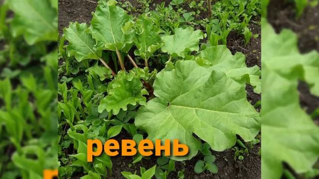 Дурманом сладким веяло, когда Цвели сады смотреть онлайн