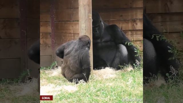 Как достать батю!? Маленькая горилла раздражает папу смотреть онлайн