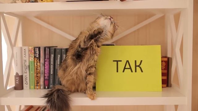 Вона сказала ТАК!!! Она сказала ДА!!! She said YES!!! смотреть онлайн