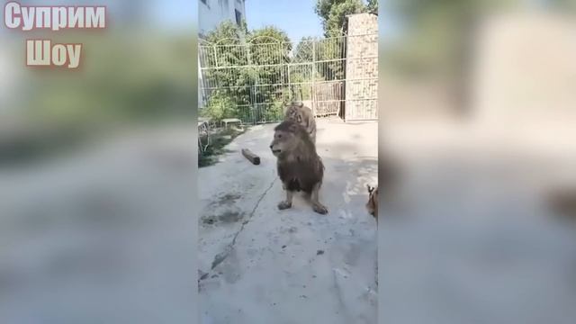 ЛЕВ ПРОТИВ ТИГРА! Реальные Настоящие бои! смотреть онлайн