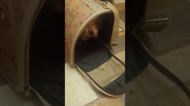 Мы никуда не едем. смотреть онлайн