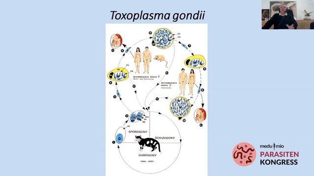 Toxoplasmose - Schwangerschaft, Katzen, Symptome | Toxoplasma gondii | Prof. Dr. Heinz Mehlhorn смотреть онлайн